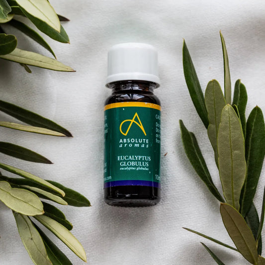 Eucalyptus Globulus Essential Oil